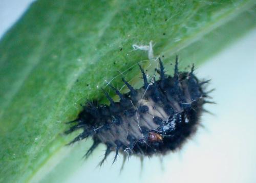 Chilocorus renipustulatus