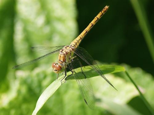 Sympetrum striolatum