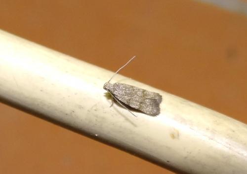 Aprominta sp.