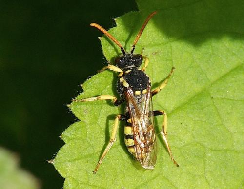 Nomada succincta