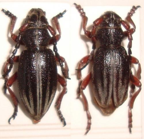 Dorcadion sapkaianum