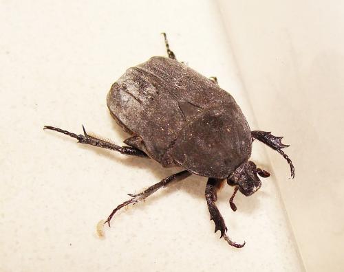 Réf. 143 847 : Netocia morio