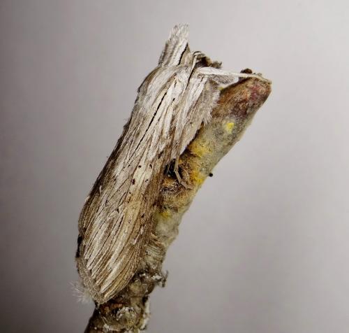 Réf. 143 637 : Cucullia umbratica