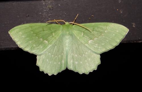 Réf. 143 755 : Geometra papilionaria
