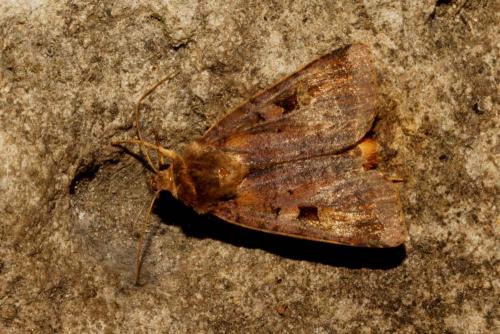 Réf. 143 868 : Diarsia brunnea