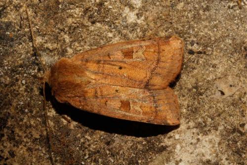 Diarsia sp.