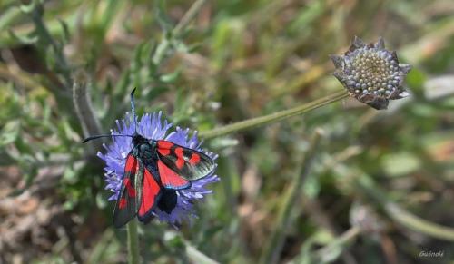 Zygaena trifolii
