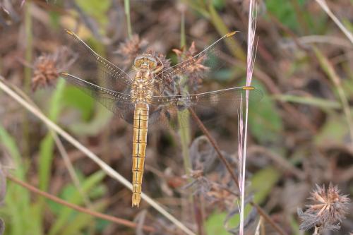 Orthetrum brunneum