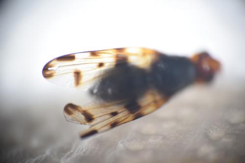Otites porcus