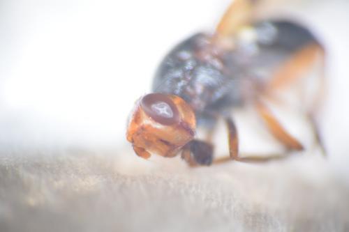 Otites porcus