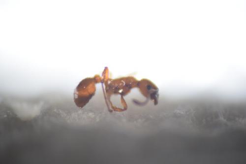 Réf. 143 371 : Myrmica sp.