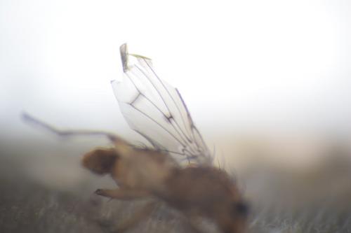Suillia sp.