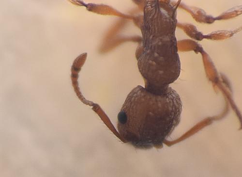 Réf. 143 379 : Myrmica sp.