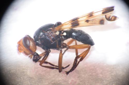 Otites porcus
