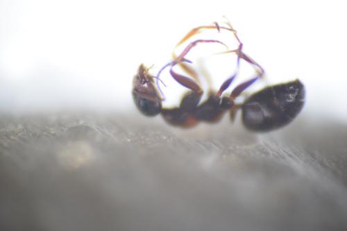 Réf. 143 212 : Formica sp.