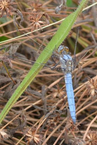 Orthetrum brunneum