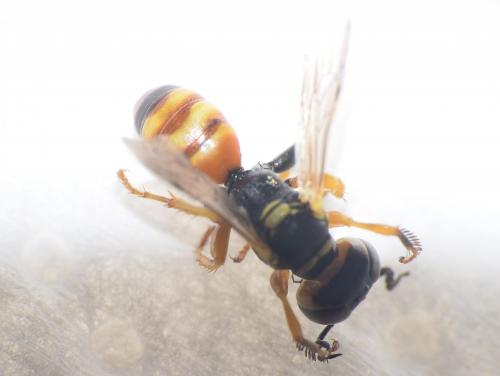 Dinetus pictus