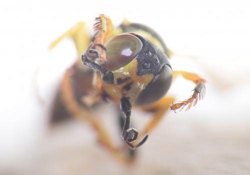 Dinetus pictus