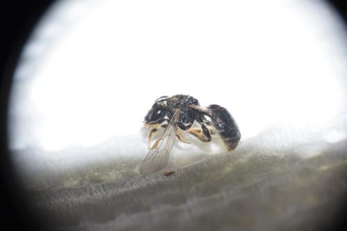Lasioglossum sp.