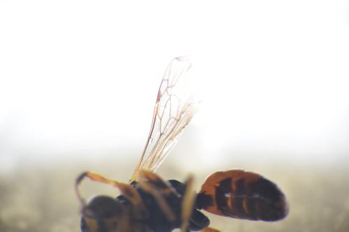 Dinetus pictus