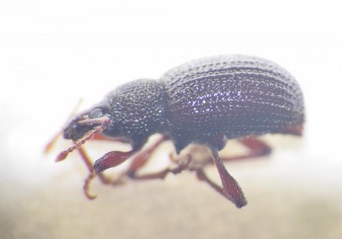 Otiorhynchus ligneus
