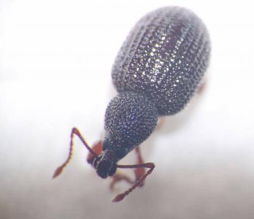 Otiorhynchus ligneus