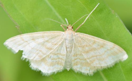 Réf. 143 891 : Idaea macilentaria