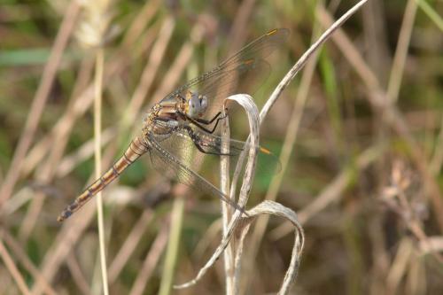 Réf. 143 282 : Orthetrum brunneum