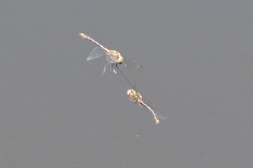 Oxygastra curtisii