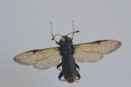 Trichiosoma sp.