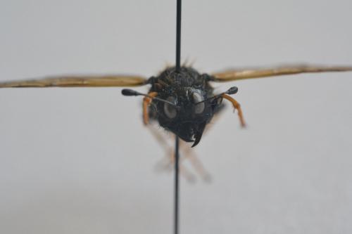 Trichiosoma sp.