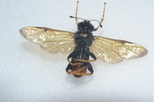 Trichiosoma sp.