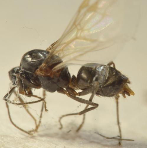 Lasius sp.