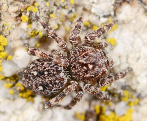 Réf. 143 035 : Attulus pubescens