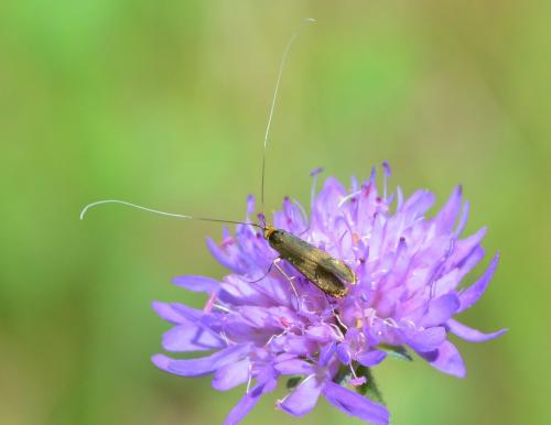 Nemophora metallica