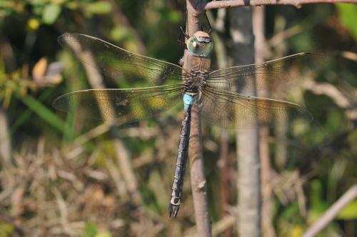 Anax parthenope