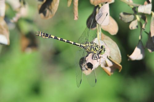 Onychogomphus forcipatus