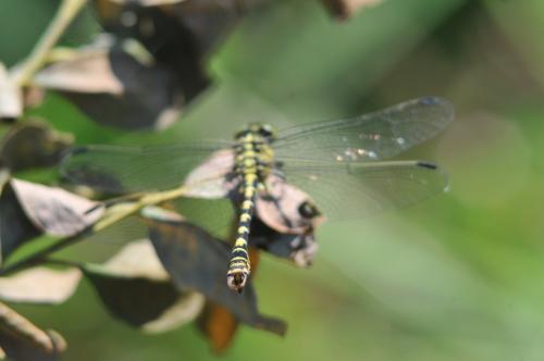 Onychogomphus forcipatus