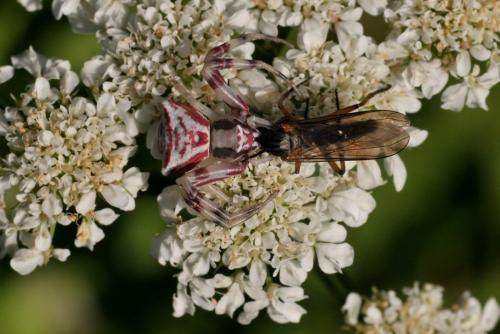 Thomisus onustus