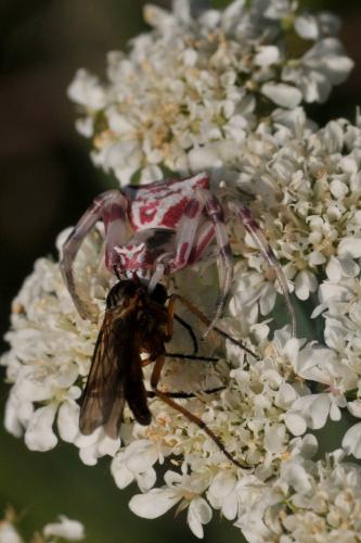 Réf. 143 736 : Thomisus onustus