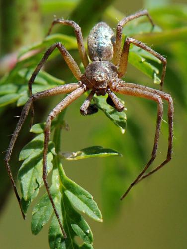 Réf. 143 846 : Philodromus sp.