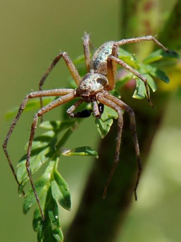 Philodromus sp.