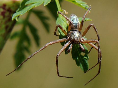 Philodromus sp.