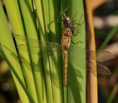 Sympetrum striolatum