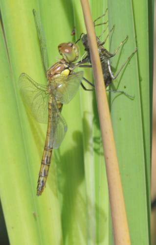 Réf. 143 413 : Sympetrum striolatum