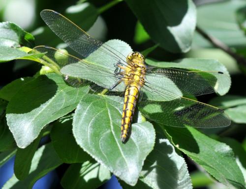Orthetrum cancellatum