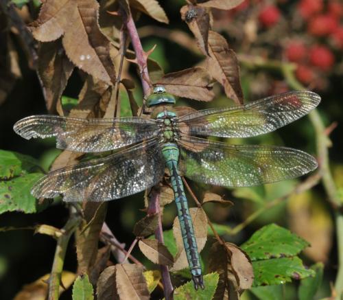 Anax imperator