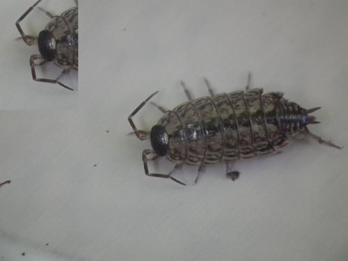 Philoscia muscorum