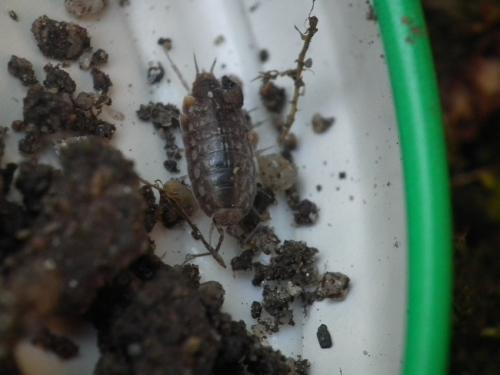 Réf. 143 590 : Chaetophiloscia cellaria