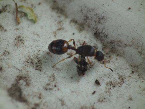 Réf. 143 749 : Tetramorium sp.